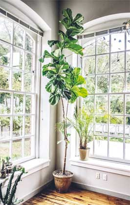 Иллюстрация к книге — Wild at home. Как превратить свой дом в зеленый рай [i_065.jpg]