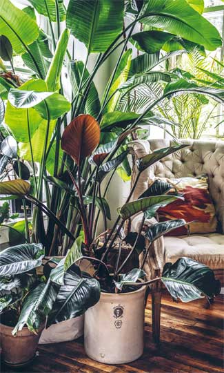 Иллюстрация к книге — Wild at home. Как превратить свой дом в зеленый рай [i_067.jpg]