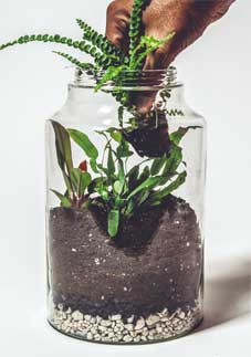 Иллюстрация к книге — Wild at home. Как превратить свой дом в зеленый рай [i_076.jpg]