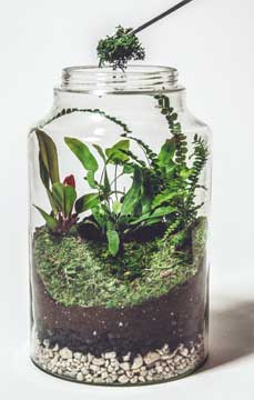 Иллюстрация к книге — Wild at home. Как превратить свой дом в зеленый рай [i_078.jpg]