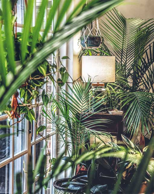 Иллюстрация к книге — Wild at home. Как превратить свой дом в зеленый рай [i_083.jpg]