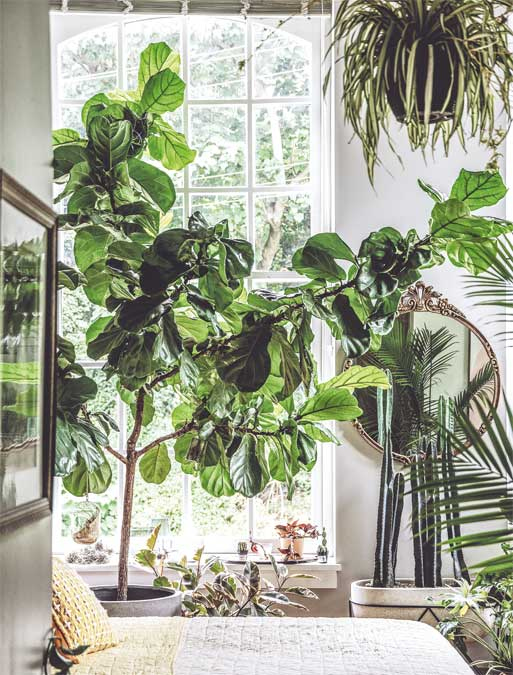 Иллюстрация к книге — Wild at home. Как превратить свой дом в зеленый рай [i_084.jpg]