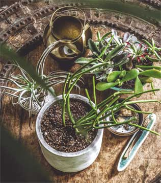 Иллюстрация к книге — Wild at home. Как превратить свой дом в зеленый рай [i_090.jpg]