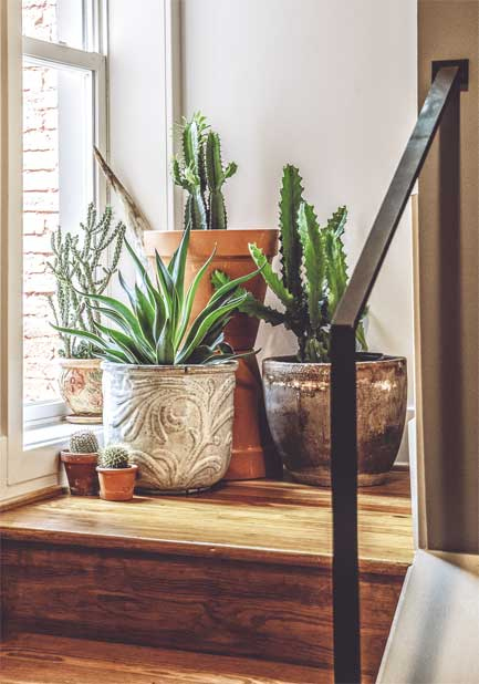 Иллюстрация к книге — Wild at home. Как превратить свой дом в зеленый рай [i_096.jpg]