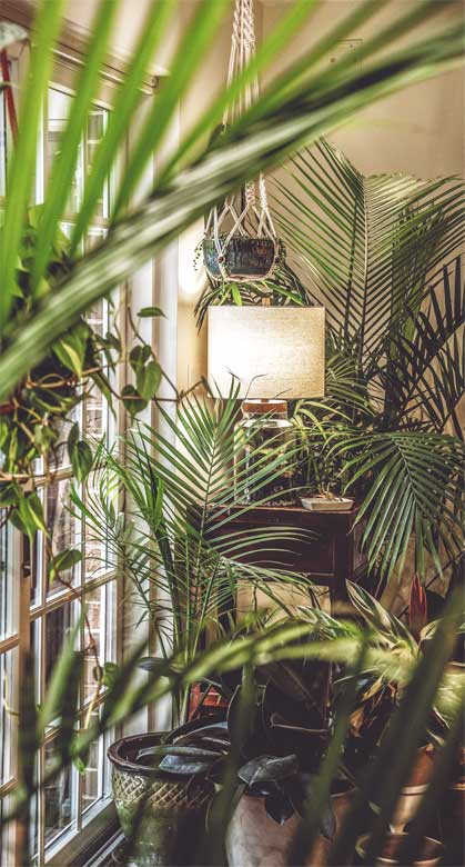 Иллюстрация к книге — Wild at home. Как превратить свой дом в зеленый рай [i_111.jpg]