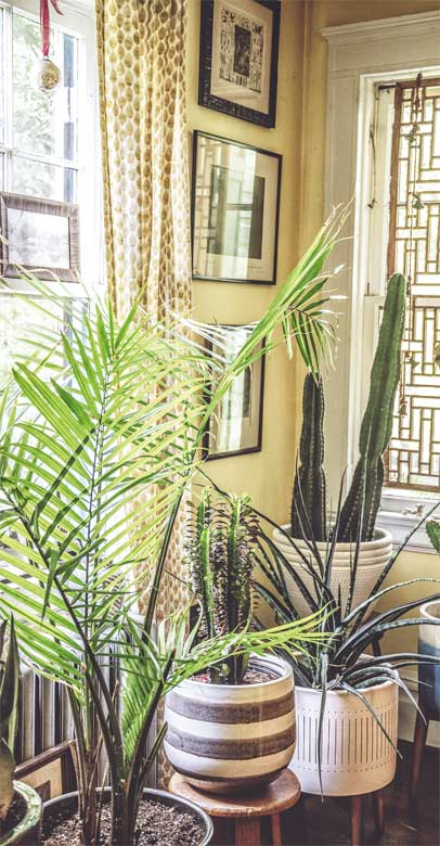 Иллюстрация к книге — Wild at home. Как превратить свой дом в зеленый рай [i_114.jpg]