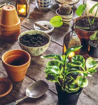 Иллюстрация к книге — Wild at home. Как превратить свой дом в зеленый рай [i_121.jpg]