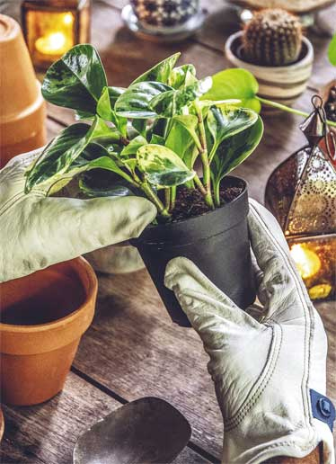 Иллюстрация к книге — Wild at home. Как превратить свой дом в зеленый рай [i_122.jpg]