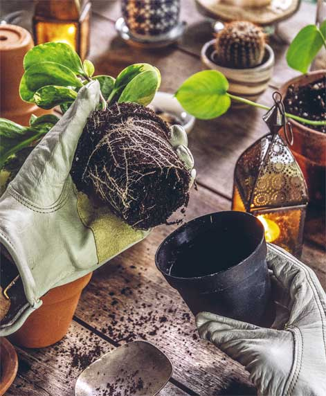 Иллюстрация к книге — Wild at home. Как превратить свой дом в зеленый рай [i_123.jpg]