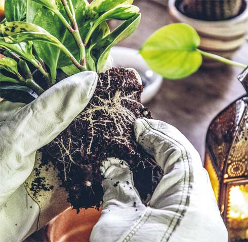 Иллюстрация к книге — Wild at home. Как превратить свой дом в зеленый рай [i_124.jpg]