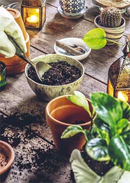 Иллюстрация к книге — Wild at home. Как превратить свой дом в зеленый рай [i_125.jpg]