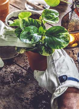 Иллюстрация к книге — Wild at home. Как превратить свой дом в зеленый рай [i_126.jpg]