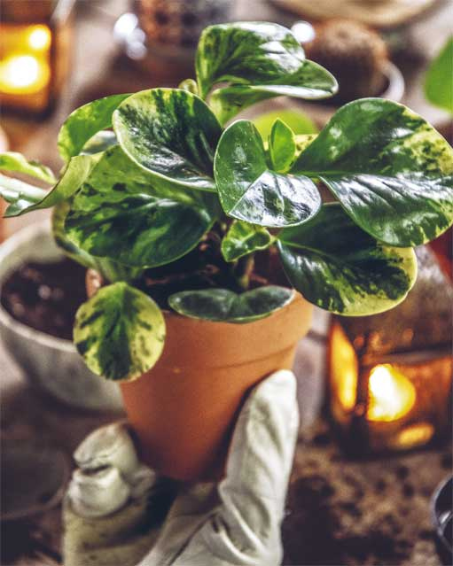 Иллюстрация к книге — Wild at home. Как превратить свой дом в зеленый рай [i_127.jpg]