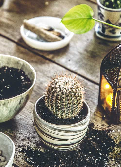 Иллюстрация к книге — Wild at home. Как превратить свой дом в зеленый рай [i_128.jpg]