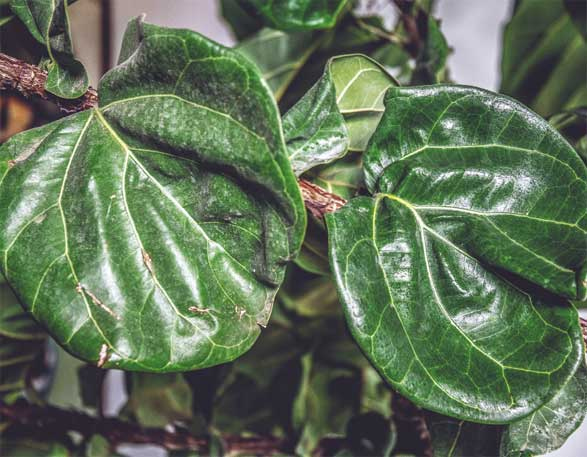 Иллюстрация к книге — Wild at home. Как превратить свой дом в зеленый рай [i_140.jpg]