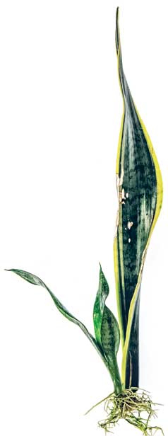 Иллюстрация к книге — Wild at home. Как превратить свой дом в зеленый рай [i_151.jpg]