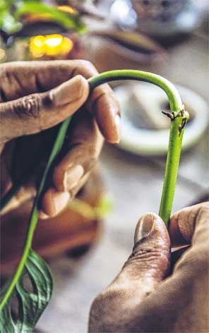 Иллюстрация к книге — Wild at home. Как превратить свой дом в зеленый рай [i_152.jpg]