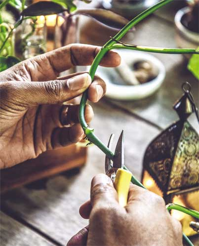 Иллюстрация к книге — Wild at home. Как превратить свой дом в зеленый рай [i_153.jpg]