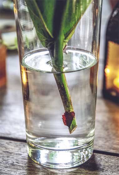 Иллюстрация к книге — Wild at home. Как превратить свой дом в зеленый рай [i_159.jpg]