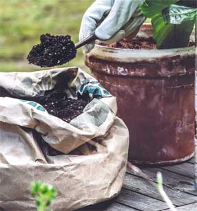 Иллюстрация к книге — Wild at home. Как превратить свой дом в зеленый рай [i_161.jpg]