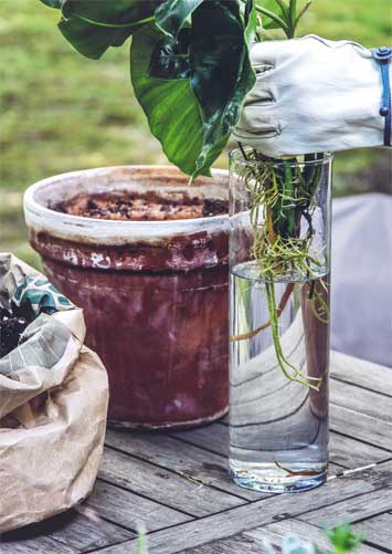 Иллюстрация к книге — Wild at home. Как превратить свой дом в зеленый рай [i_162.jpg]