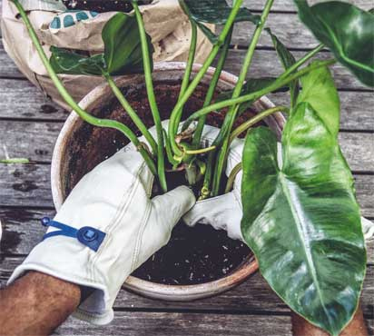 Иллюстрация к книге — Wild at home. Как превратить свой дом в зеленый рай [i_163.jpg]