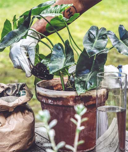 Иллюстрация к книге — Wild at home. Как превратить свой дом в зеленый рай [i_164.jpg]