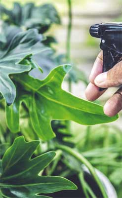 Иллюстрация к книге — Wild at home. Как превратить свой дом в зеленый рай [i_171.jpg]