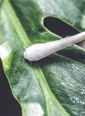 Иллюстрация к книге — Wild at home. Как превратить свой дом в зеленый рай [i_172.jpg]