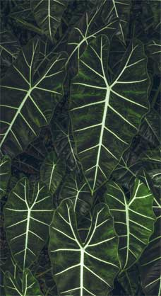 Иллюстрация к книге — Wild at home. Как превратить свой дом в зеленый рай [i_173.jpg]