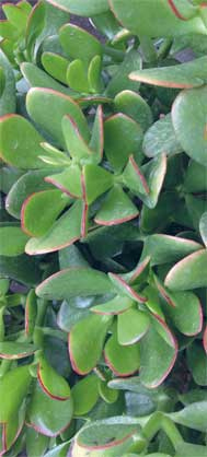 Иллюстрация к книге — Wild at home. Как превратить свой дом в зеленый рай [i_174.jpg]