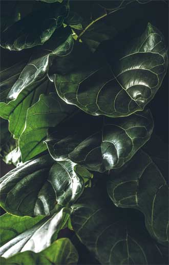 Иллюстрация к книге — Wild at home. Как превратить свой дом в зеленый рай [i_176.jpg]