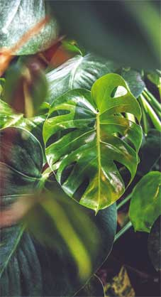 Иллюстрация к книге — Wild at home. Как превратить свой дом в зеленый рай [i_177.jpg]