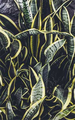 Иллюстрация к книге — Wild at home. Как превратить свой дом в зеленый рай [i_179.jpg]