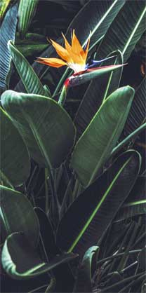 Иллюстрация к книге — Wild at home. Как превратить свой дом в зеленый рай [i_181.jpg]