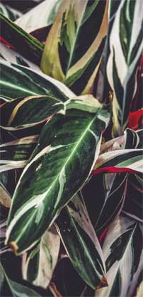 Иллюстрация к книге — Wild at home. Как превратить свой дом в зеленый рай [i_182.jpg]