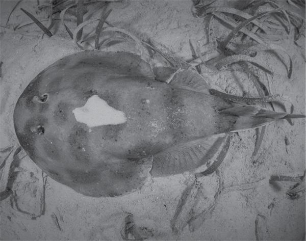 Иллюстрация к книге — 99 секретов физики [i_020.jpg]