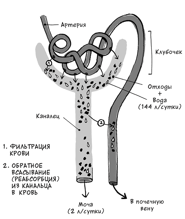 Иллюстрация к книге — Необыкновенные способности почки. Как сберечь здоровье важнейших органов надолго [i_010.jpg]