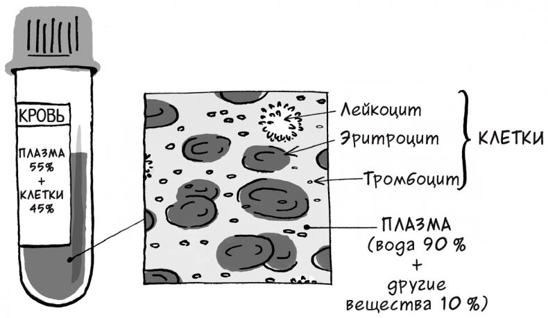 Иллюстрация к книге — Необыкновенные способности почки. Как сберечь здоровье важнейших органов надолго [i_012.jpg]