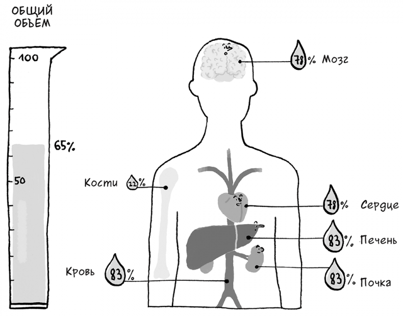 Иллюстрация к книге — Необыкновенные способности почки. Как сберечь здоровье важнейших органов надолго [i_043.jpg]