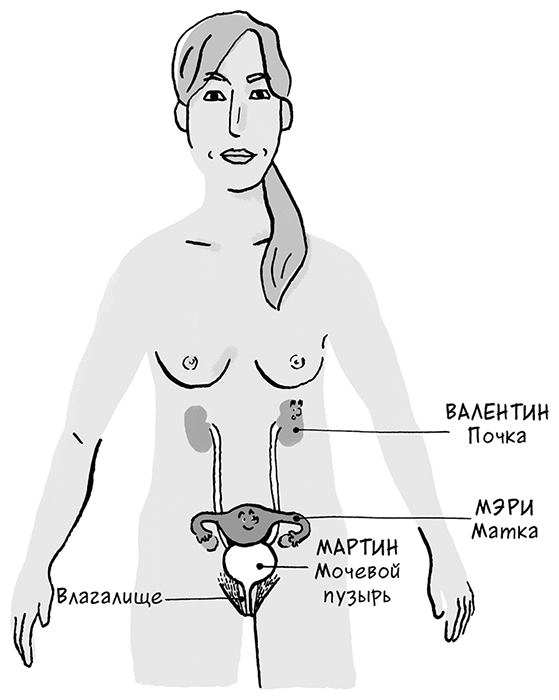 Иллюстрация к книге — Необыкновенные способности почки. Как сберечь здоровье важнейших органов надолго [i_049.jpg]