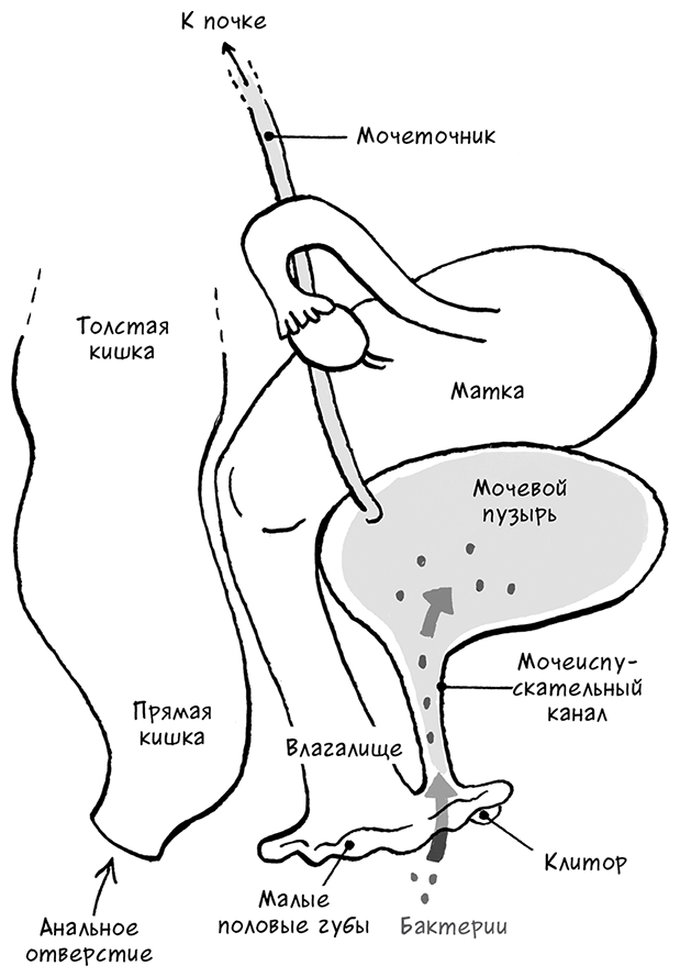 Иллюстрация к книге — Необыкновенные способности почки. Как сберечь здоровье важнейших органов надолго [i_053.jpg]