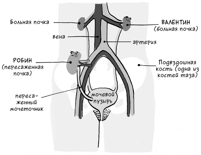 Иллюстрация к книге — Необыкновенные способности почки. Как сберечь здоровье важнейших органов надолго [i_066.jpg]