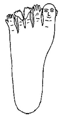 Иллюстрация к книге — Большой самоучитель исцеляющих точек. Подробный атлас, приемы и упражнения [i_007.jpg]