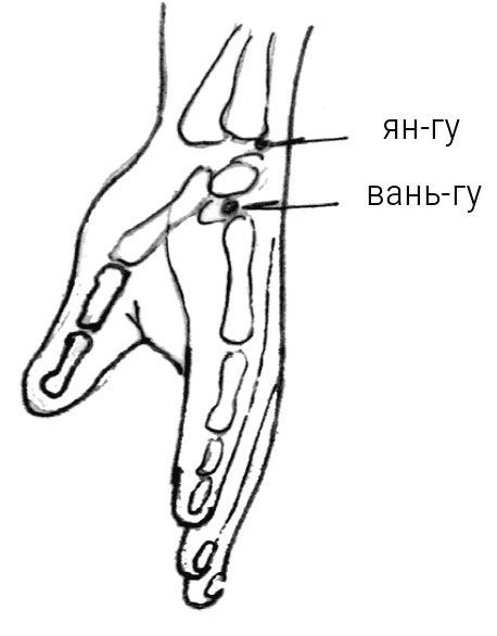 Иллюстрация к книге — Большой самоучитель исцеляющих точек. Подробный атлас, приемы и упражнения [i_083.jpg]