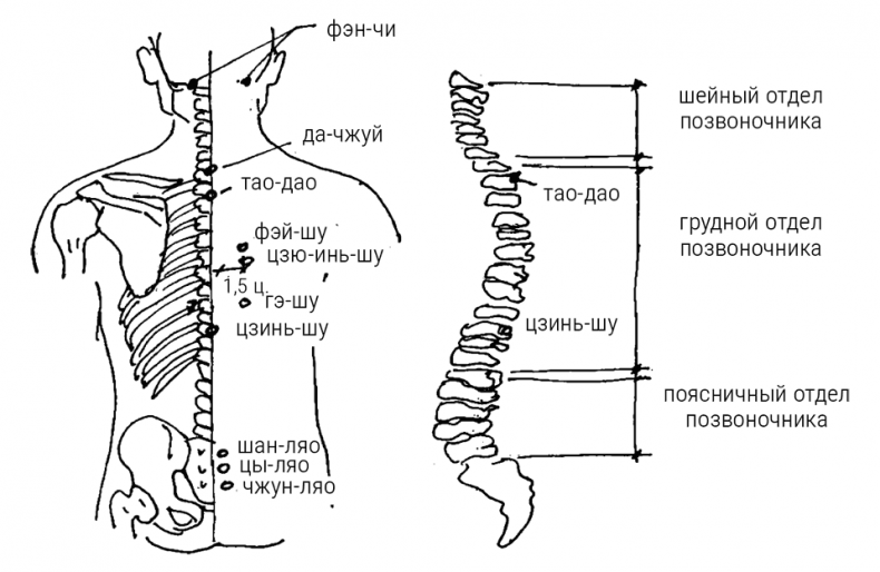 Иллюстрация к книге — Большой самоучитель исцеляющих точек. Подробный атлас, приемы и упражнения [i_096.jpg]
