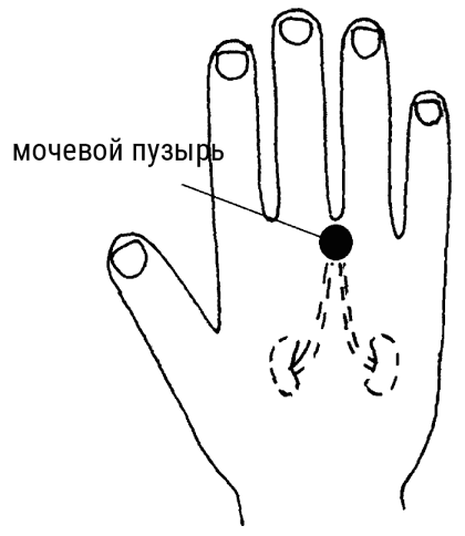 Иллюстрация к книге — Большой самоучитель исцеляющих точек. Подробный атлас, приемы и упражнения [i_170.jpg]