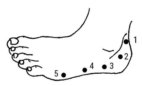 Иллюстрация к книге — Большой самоучитель исцеляющих точек. Подробный атлас, приемы и упражнения [i_171.jpg]