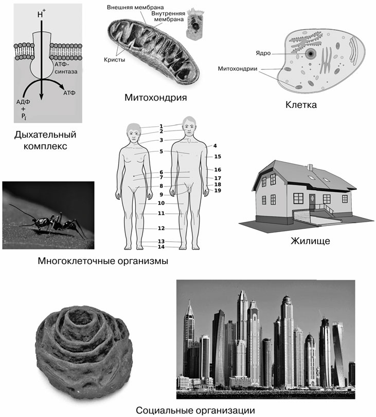 Иллюстрация к книге — Масштаб. Универсальные законы роста, инноваций, устойчивости и темпов жизни организмов, городов, экономических систем и компаний [i_020.jpg]