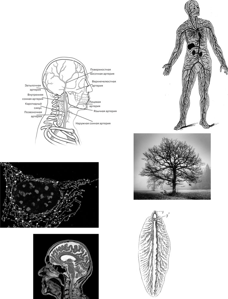 Иллюстрация к книге — Масштаб. Универсальные законы роста, инноваций, устойчивости и темпов жизни организмов, городов, экономических систем и компаний [i_021.jpg]